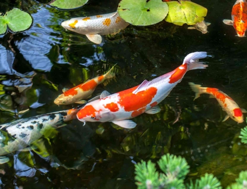 Koi Pond