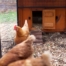 chicken coop